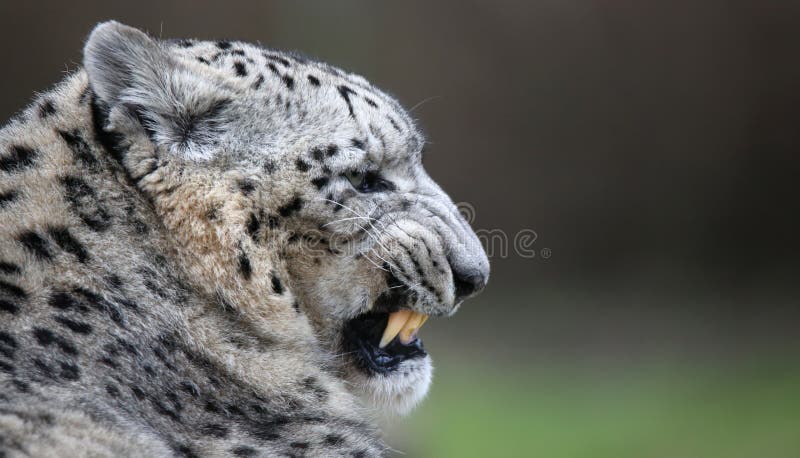 Snow leopard with copy paste