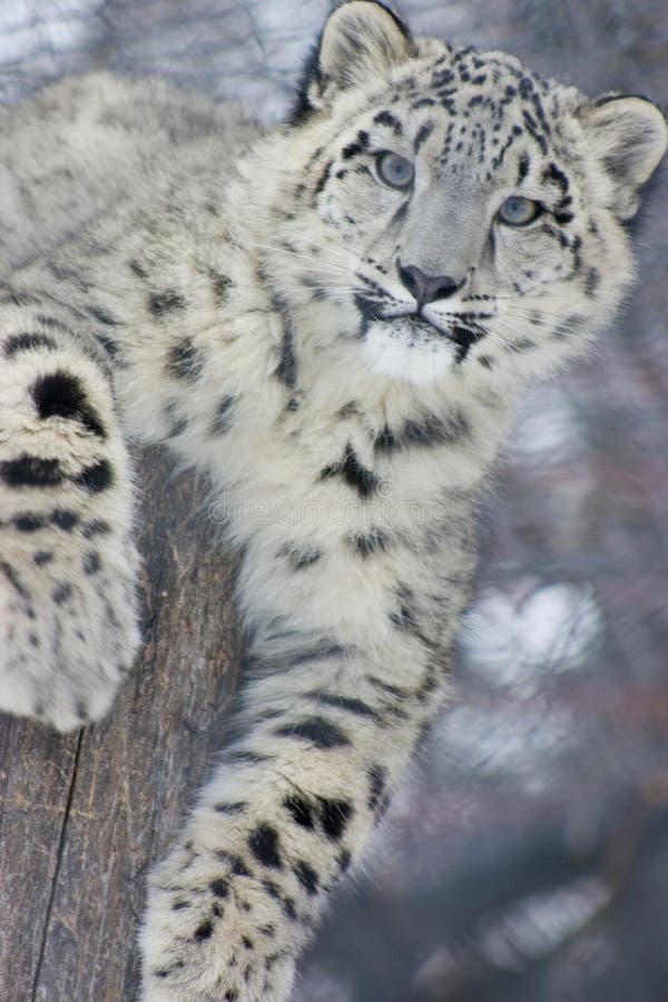 Snow Leopard Cub stock image