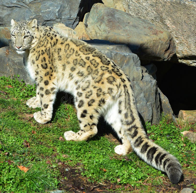 The Snow Leopard is a Large Cat Native To the Mountain Ranges Stock Image - Image of isolated, list: 201194907 The Snow Leopard is a Large Cat Native To the Mountain Ranges Stock Image - Image of isolated, list: 201194907