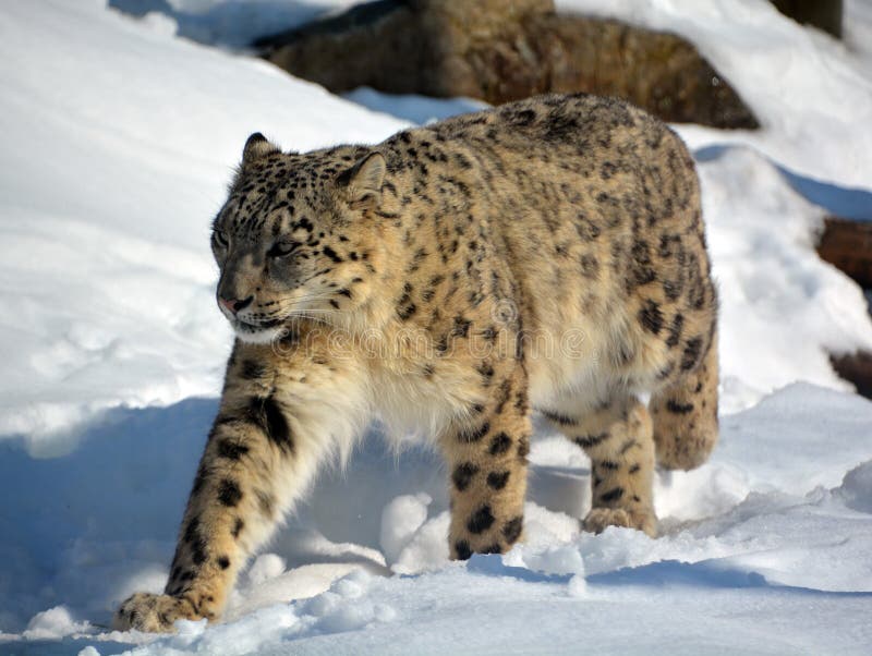 The snow leopard stock image. Image of iucn, behaviour 174504903