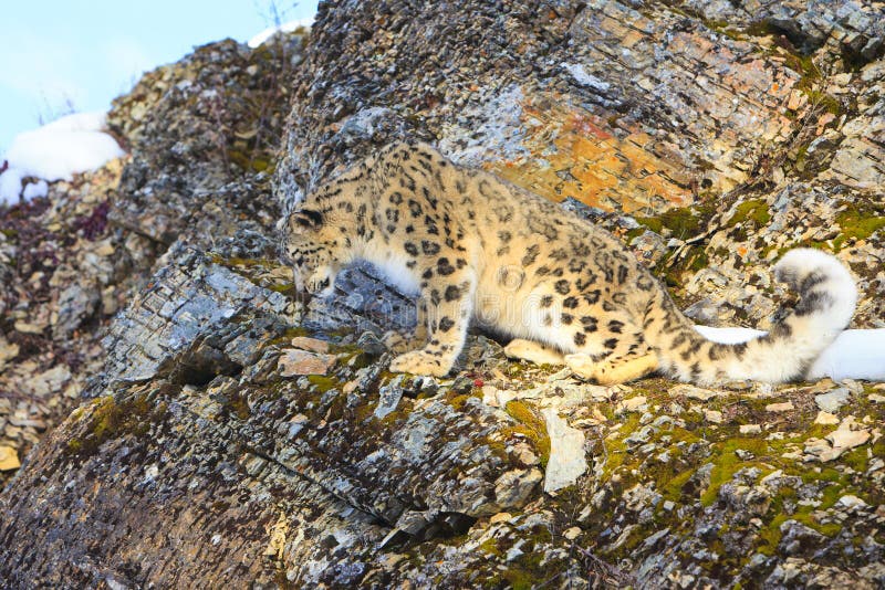 Snow leopard looking down mountain ledge stock photo
