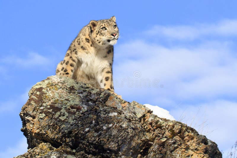 Snow leopard looking to his side stock photo