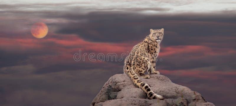 Snow leopard sedersi a picco nel chiaro di luna.