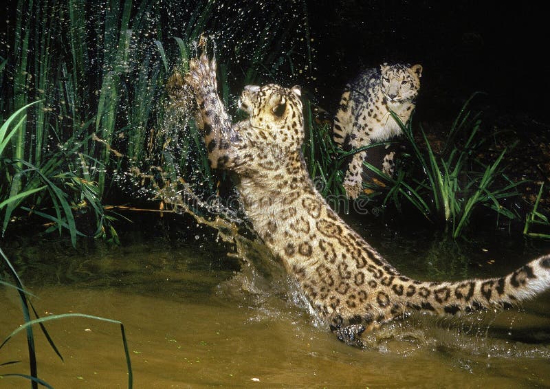 SNOW LEOPARD OR OUNCE uncia uncia, PREDATOR STANDING IN WATER royalty free stock image