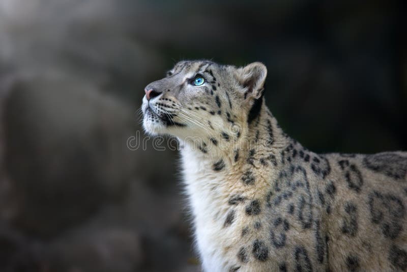 Snow leopard close up portrait