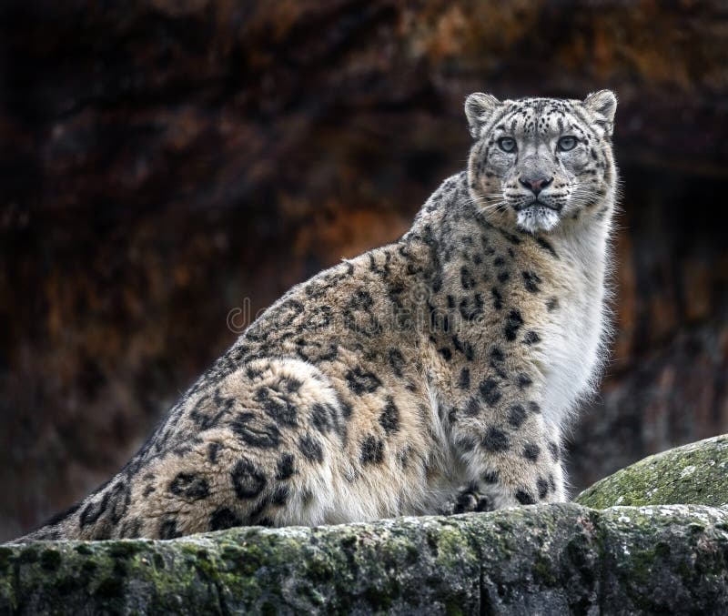 Snow leopard on the rock 2