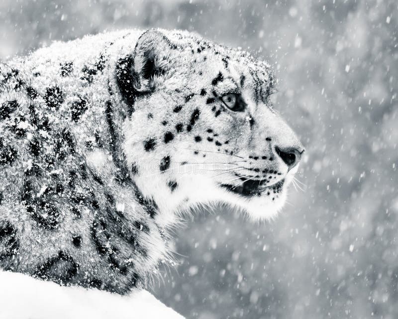 Snow Leopard in Snow Storm V Stock Photo - Image of fauna, leopard ...