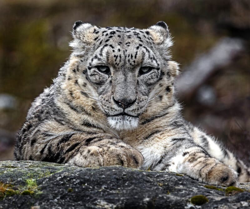 Snow leopard on the stone 4