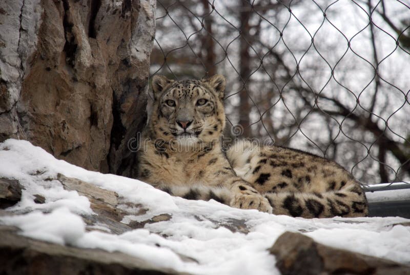 Beautiful snow leopard resting in the shade. Beautiful snow leopard resting in the shade.