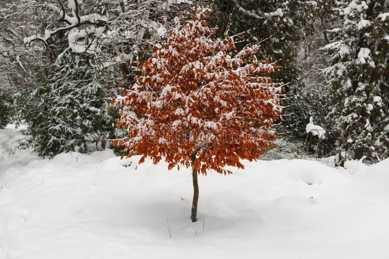 Snow on a lonely tree with bright autumn yellow red leaves stock photography Snow on a lonely tree with bright autumn yellow red leaves stock photography