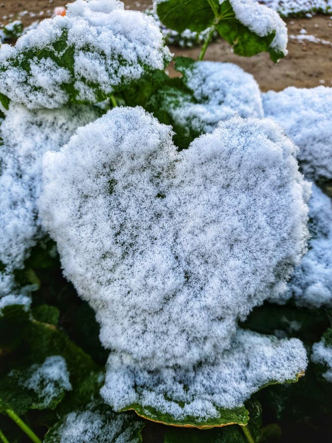 Blowing Snow. Nature Covered Snow. Happiness. Exciting Winter