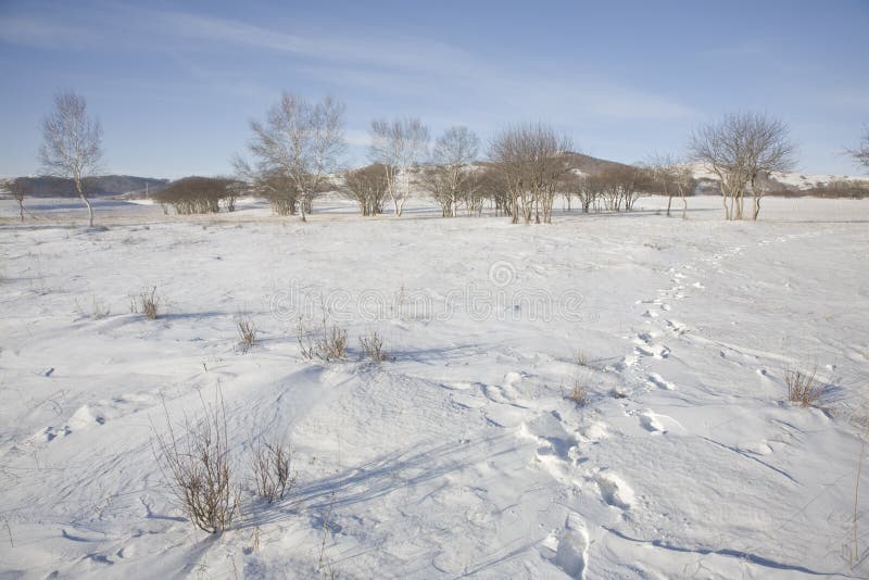 Snow meadow