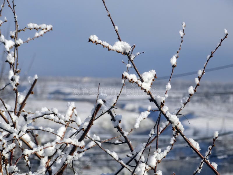 Last snowfall stock photo. Image of outdoor, melts, frosty 143931164
