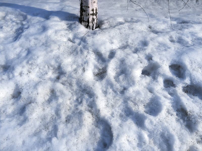 Snow Melts, Streams As A Background. Spring Icicles And Ice Turn Into
