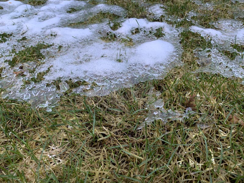 Snow Mold on the Lawn. Spring Lawn Care after Melted Snow. White Lawn