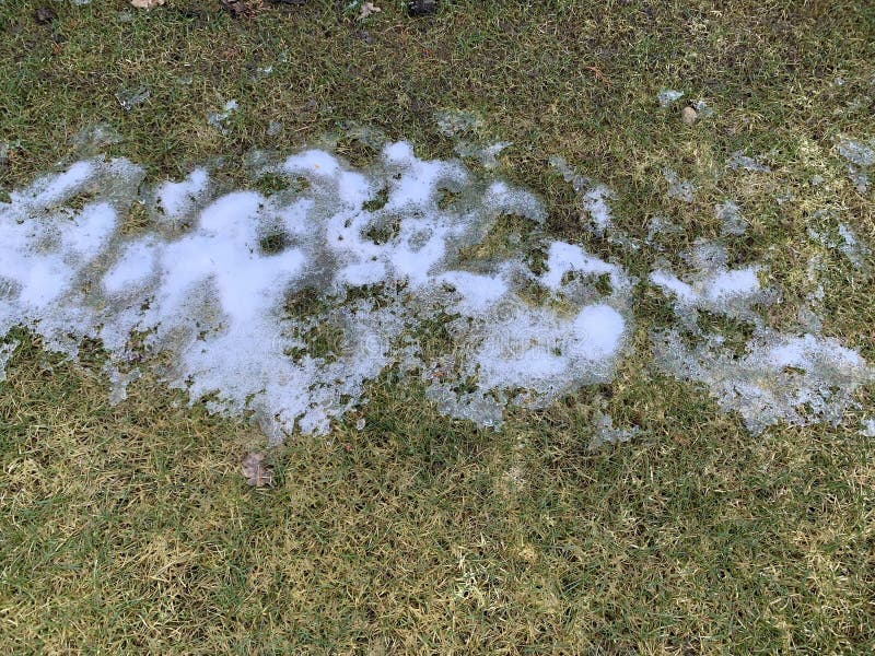 Snow Mold on the Lawn. Spring Lawn Care after Melted Snow. White Lawn Grass after Winter Stock