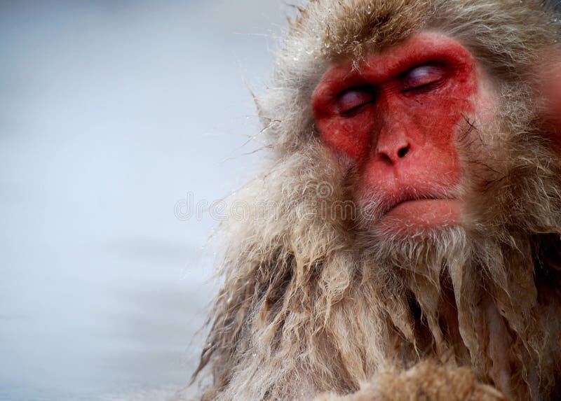 Snow Monkey royalty free stock photos