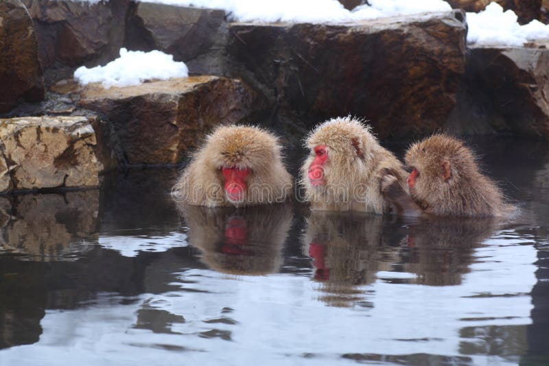 Snow monkey stock images
