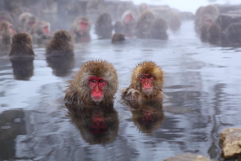 Snow monkey royalty free stock images