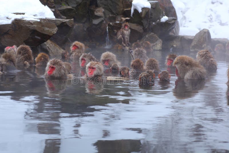 Snow monkey stock photography