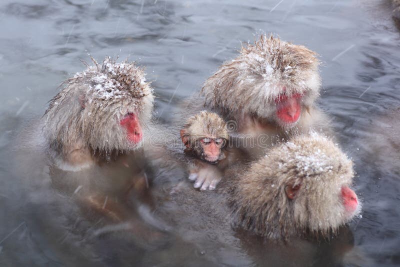 Snow monkey stock photo