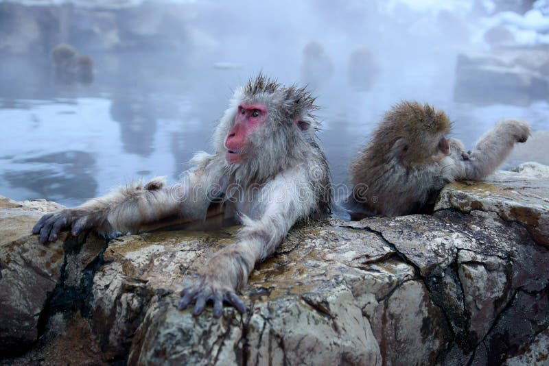 Snow Monkey royalty free stock image