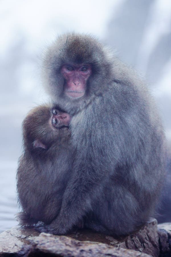 Snow Monkey stock photos