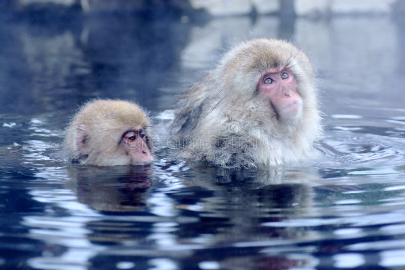 Snow Monkey stock photography