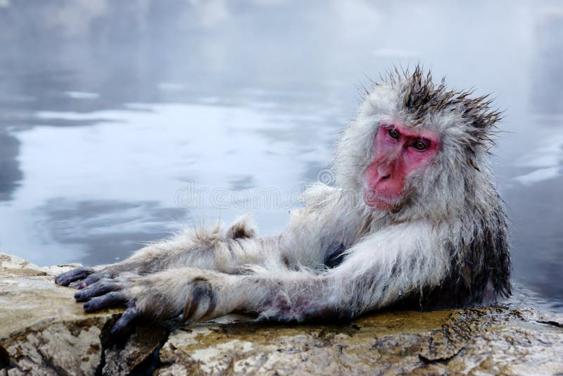 Snow Monkey stock photos