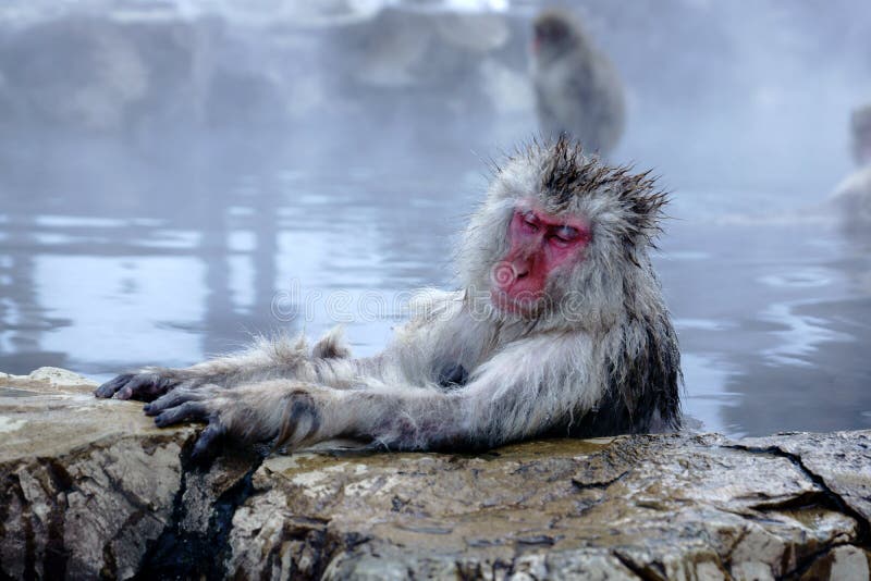 Snow Monkey stock photo