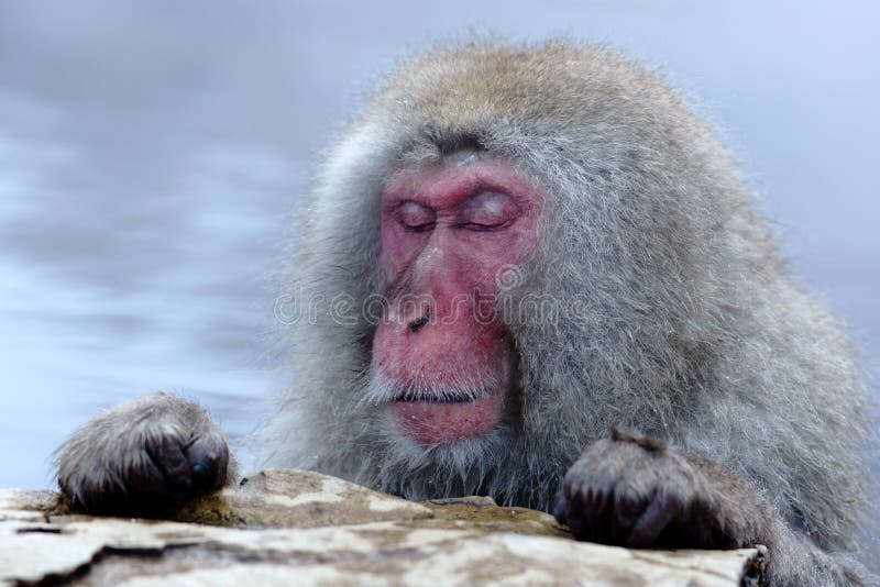 Snow Monkey stock images