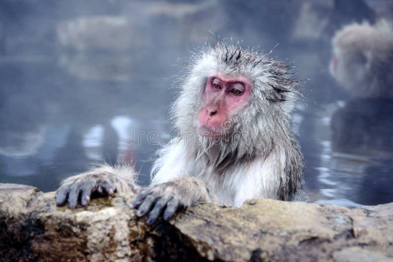 Snow Monkey royalty free stock photography