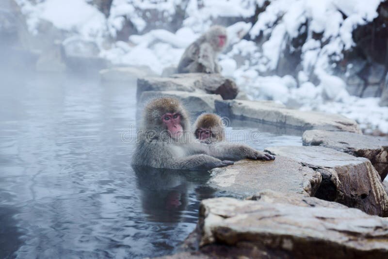 Snow Monkey stock photo