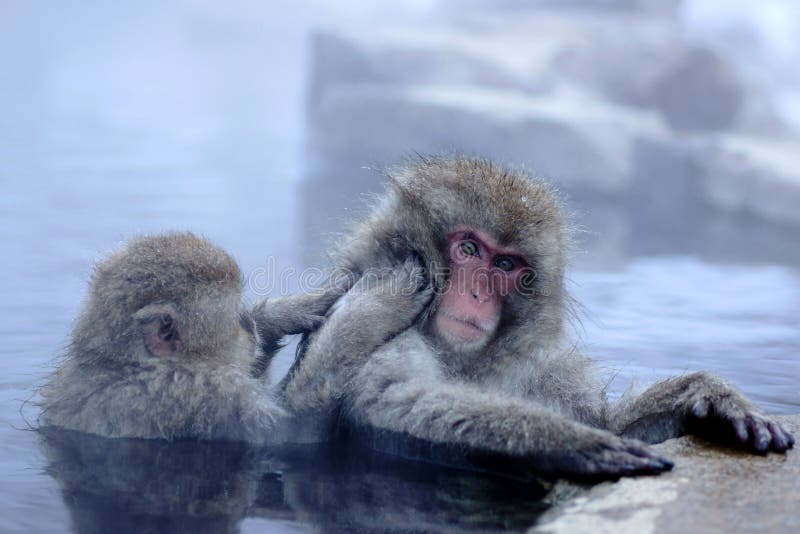 Snow Monkey stock photography