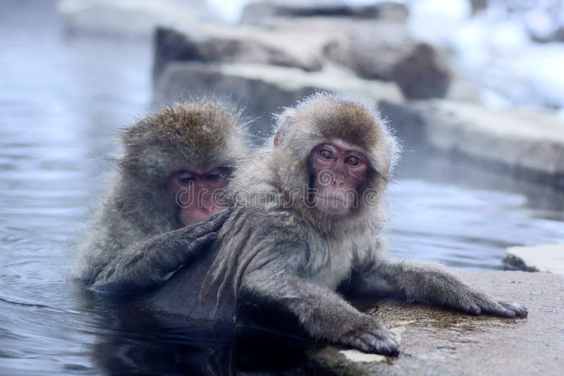 Snow Monkey royalty free stock images