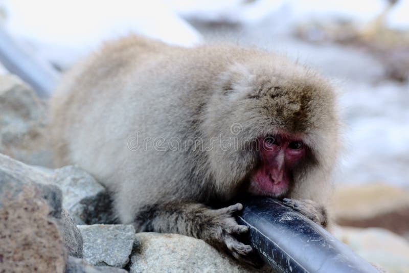 Snow Monkey royalty free stock photo