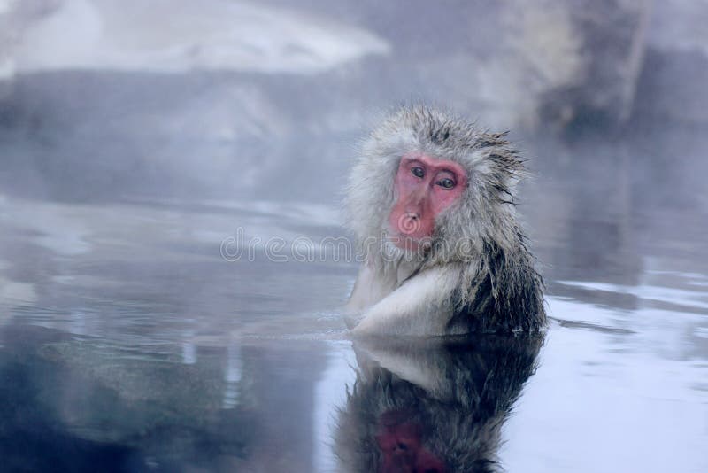 Snow Monkey royalty free stock image