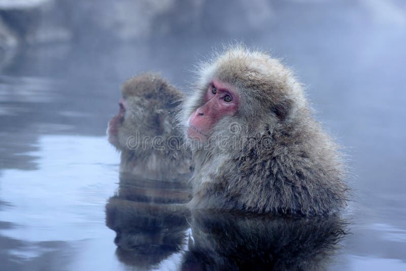 Snow Monkey royalty free stock images