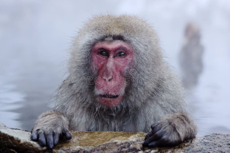 Snow Monkey royalty free stock photo