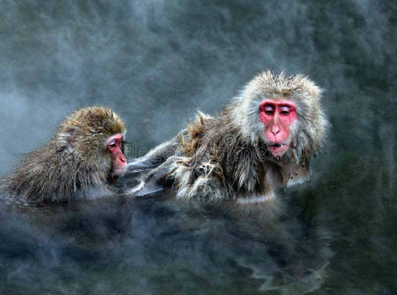 Snow Monkey royalty free stock photography