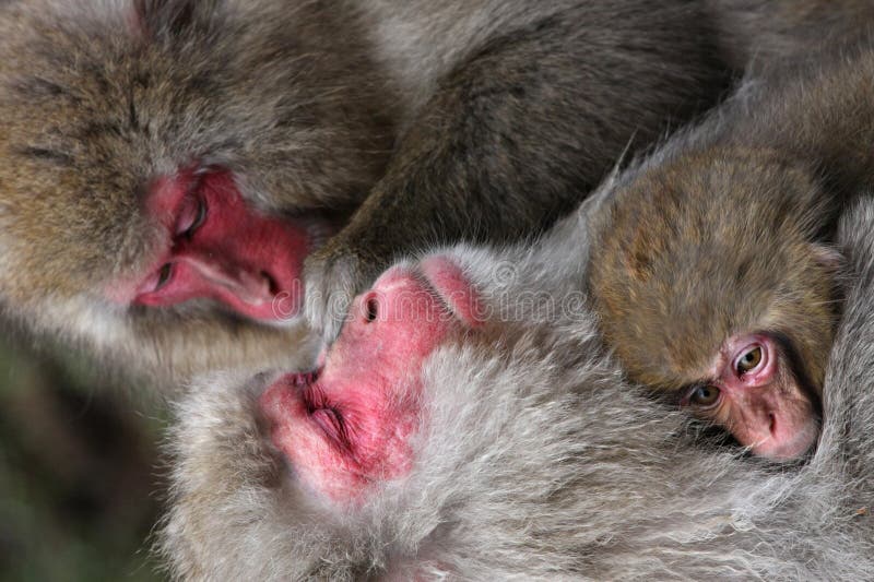 Snow Monkey stock photo