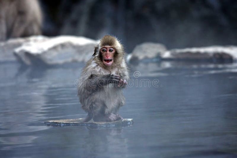 Snow Monkey stock photo