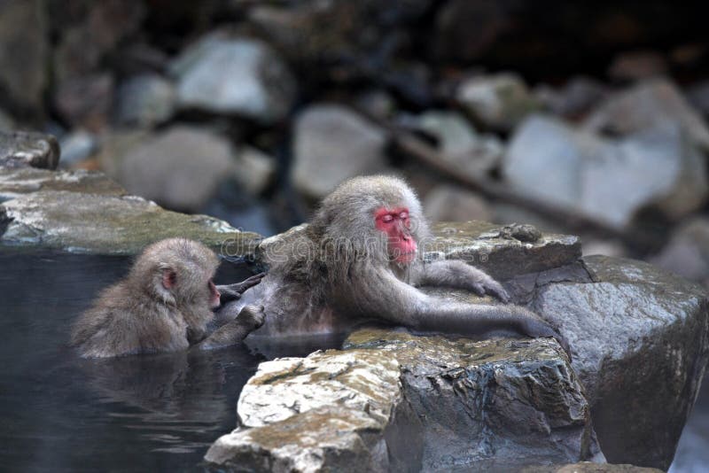 Snow Monkey royalty free stock images