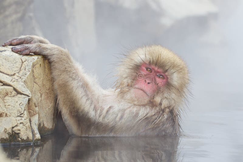 Snow Monkey In Hot Spring royalty free stock image