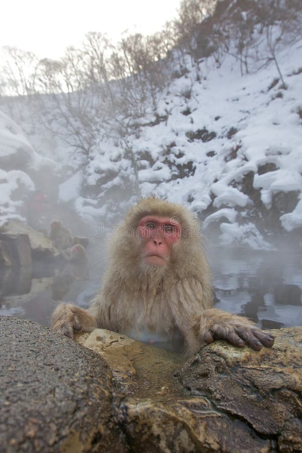 Snow Monkey In Hot Spring royalty free stock photography