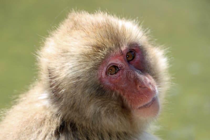 Japanese macaque at hot springs in Japan, monkey, animal, snow, asian, ape, bath, mammal, park, primate, wildlife, water, zoo, fur, habitat, hair, jigokudani, onsen, swimming, bathing, love, mountain, nature, travel, stone, art, design, red, young, yudanaka, male, couple, happy, trip, cleaning, brown, outdoor, face, cartoon, pair, famous, trim, tour, portrait. Red face monkey stock images, royalty-free photos and pictures