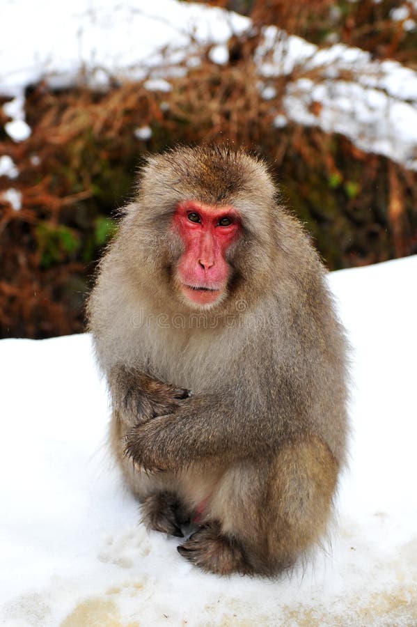 Snow Monkey (Japanese Macaque) royalty free stock photos Snow Monkey (Japanese Macaque) royalty free stock photos