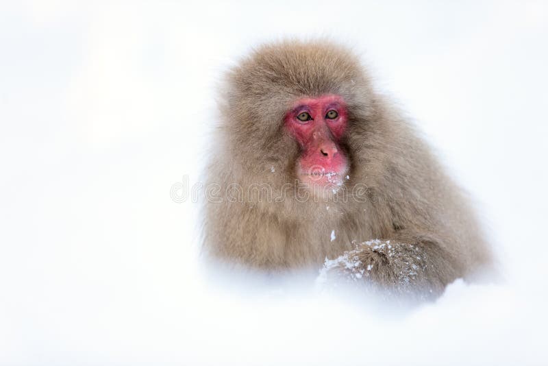 Snow Monkey stock photo