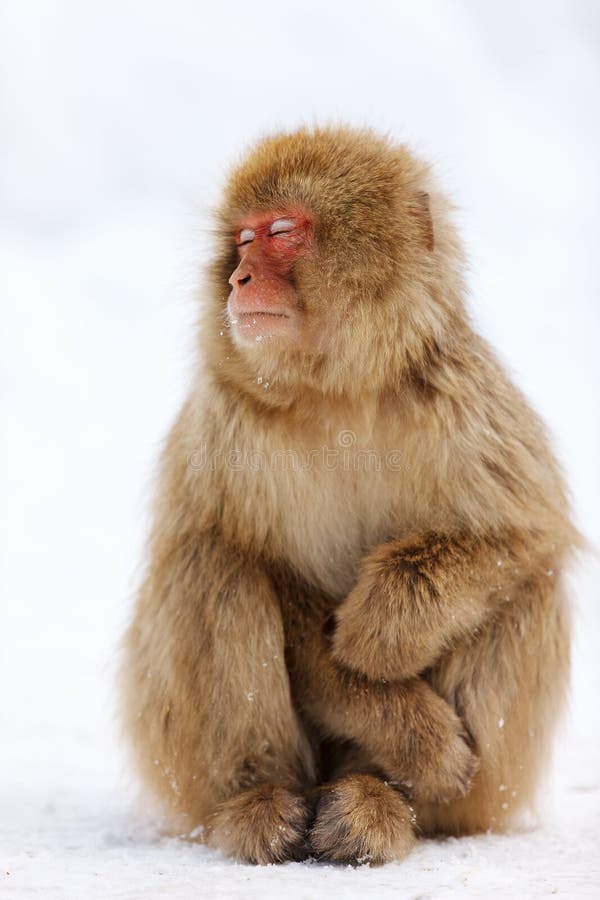 Snow Monkey royalty free stock photos