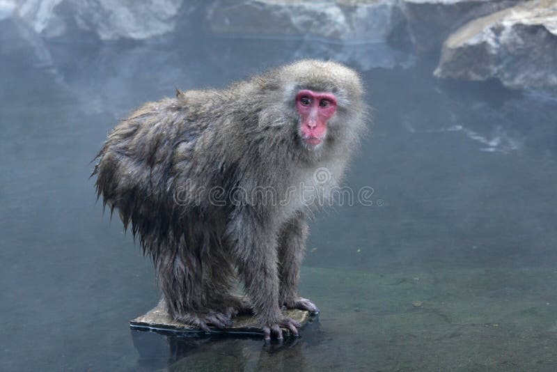 Snow Monkey at Jigokudani royalty free stock photos
